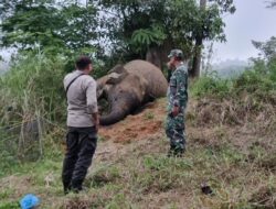 Misteri Kematian Gajah: Polisi Datangi TKP di Gunung Salak Kilometer 35